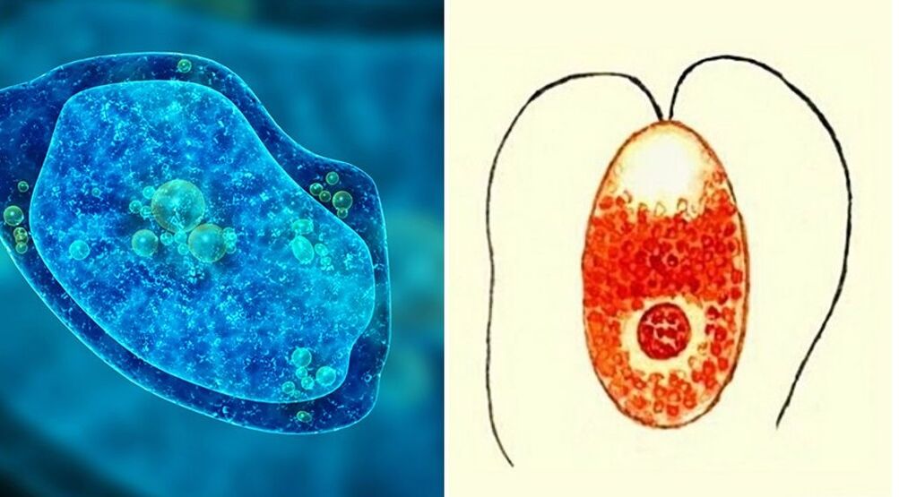 protozoa parazitlari dizenterik amyoba va bezgak plazmodiylari