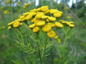 Tansy tanadan parazitlarni olib tashlash uchun